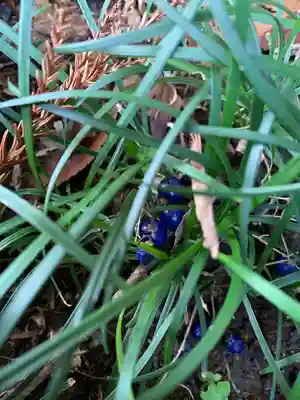 手子后神社の自然