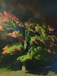 厚別神社(北海道)(2023年10月31日(火) 09時06分03秒投稿)