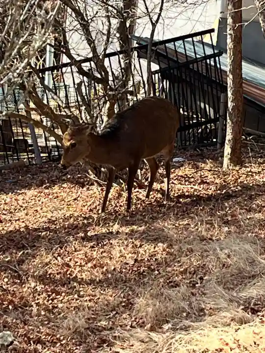 三峯神社(埼玉県)