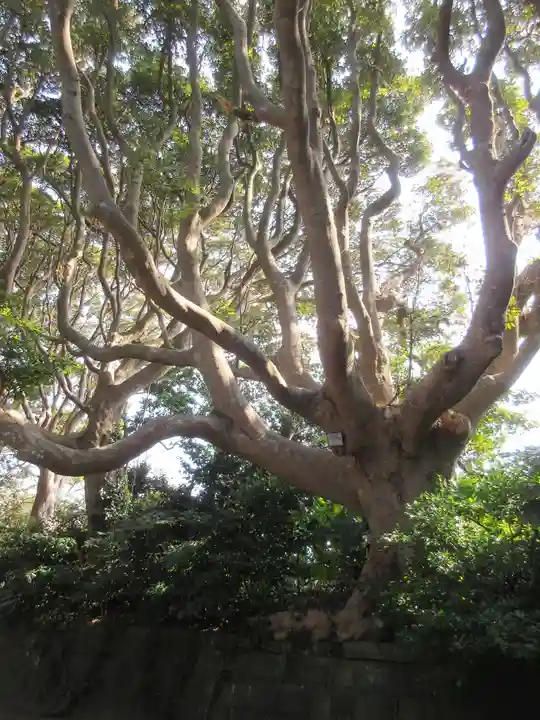 酒列磯前神社の自然