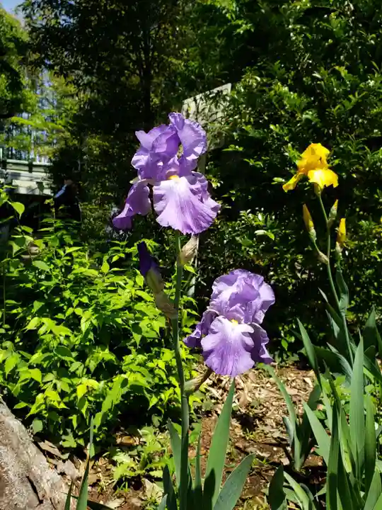 鷺宮八幡神社(東京都)