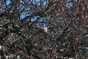 国宝 大法寺の自然(2021年02月20日(土) 17時05分48秒投稿)