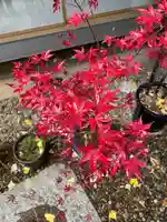 五十稲荷神社(栄寿稲荷神社)の自然