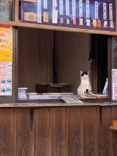 賀茂別雷神社の動物