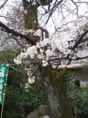 阿佐ヶ谷神明宮の自然