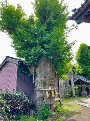 蛭子神社の自然