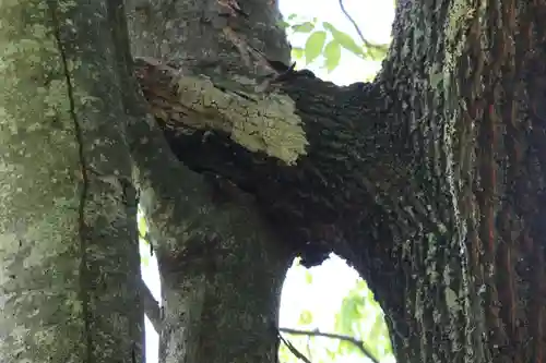 国宝 大法寺の自然