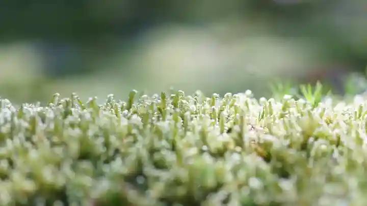 曼殊院門跡(京都府)