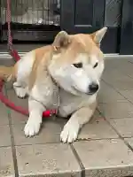 笠䅣稲荷神社の{uncategorized: "未分類", other: "その他", undefined: "問題あり", building: "その他建物", grave: "お墓", sacred_gate: "鳥居", guardian: "狛犬", statue: "像", buddha: "仏像", history: "歴史", nature: "自然", garden: "庭園", animal: "動物", pagoda: "塔", temizu: "手水舎", mountain_gate: "山門・神門", sanctuary: "本殿・本堂", subordinate: "末社・摂社", art: "芸術", scenery: "景色", jizo: "地蔵", ema: "絵馬", goshuin: "御朱印", omikuji: "おみくじ", items: "授与品その他", amulet: "お守り", goshuincho: "御朱印帳", eats: "食事", festival: "お祭り", votive_dance: "神楽", shichigosan: "七五三参", wedding: "結婚式", experience: "体験その他", initially: "初詣", around: "周辺", anti_infection: "感染症対策"}