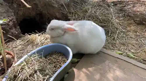 太子堂八幡神社の動物