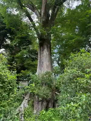 富士山東口本宮 冨士浅間神社(静岡県)