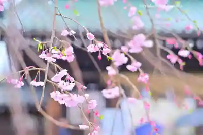 三嶋大社(静岡県)