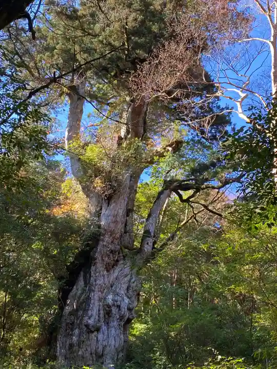 木魂神社(鹿児島県)