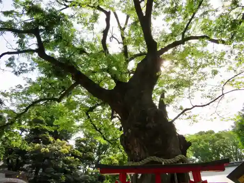 新田神社の自然