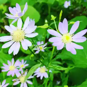 豊景神社の自然(2020年05月25日(月) 06時35分37秒投稿)