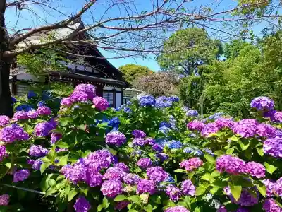 本土寺(千葉県)