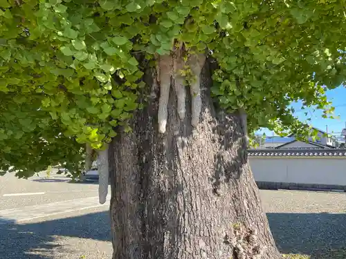 法蔵寺(滋賀県)