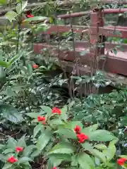 赤坂氷川神社の自然