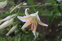 王宮伊豆神社の自然