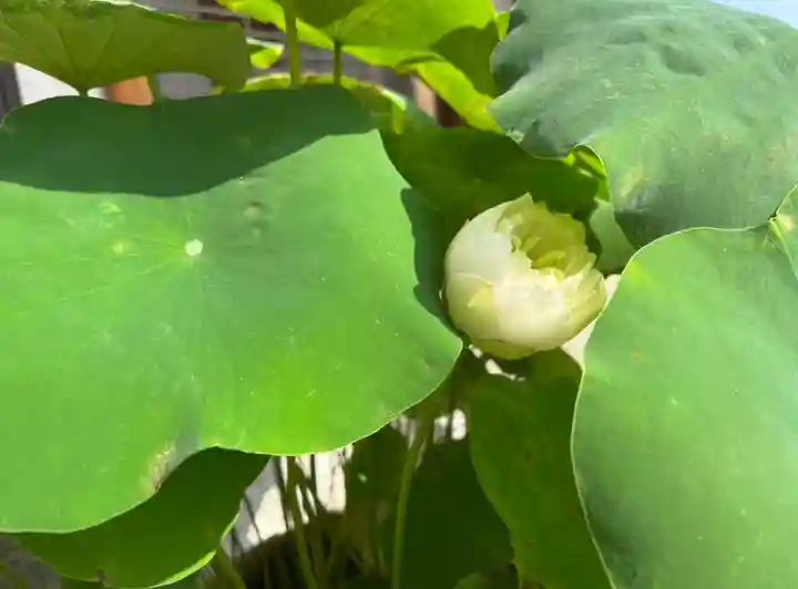 松本山 地福禅寺(滋賀県)