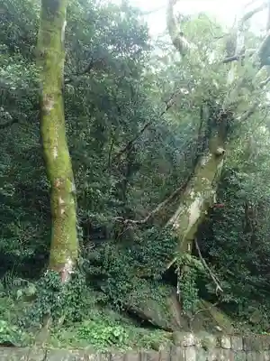 旧蛭子神社御旅所の自然