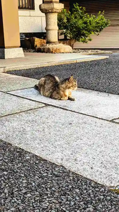 白金氷川神社の動物