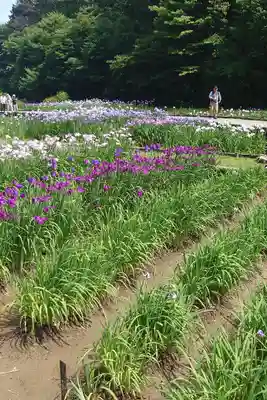 糀谷八幡宮(埼玉県)