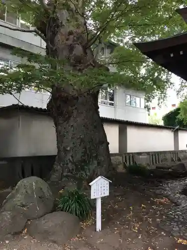 楊原神社の自然