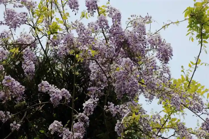 藤稲荷神社の自然