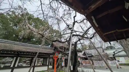 平野神社(京都府)