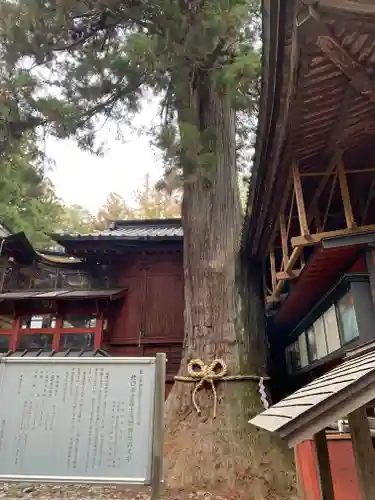 北口本宮冨士浅間神社の自然