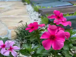 円通寺の自然(2021年07月26日(月) 21時16分08秒投稿)