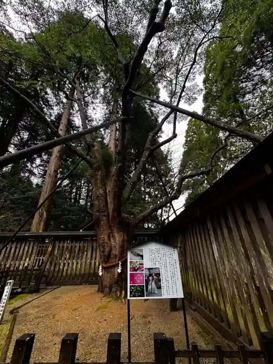 天岩戸神社(宮崎県)