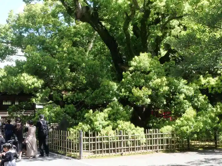 浜松八幡宮の自然