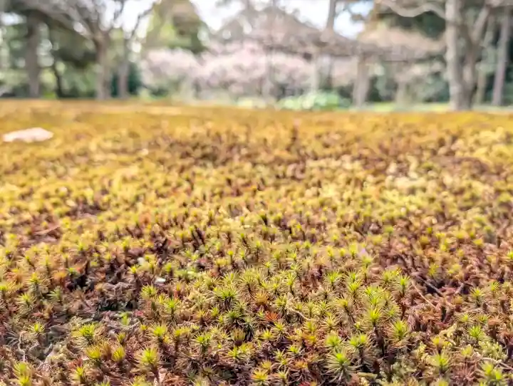 城南宮の{uncategorized: "未分類", other: "その他", undefined: "問題あり", building: "その他建物", grave: "お墓", sacred_gate: "鳥居", guardian: "狛犬", statue: "像", buddha: "仏像", history: "歴史", nature: "自然", garden: "庭園", animal: "動物", pagoda: "塔", temizu: "手水舎", mountain_gate: "山門・神門", sanctuary: "本殿・本堂", subordinate: "末社・摂社", art: "芸術", scenery: "景色", jizo: "地蔵", ema: "絵馬", goshuin: "御朱印", omikuji: "おみくじ", items: "授与品その他", amulet: "お守り", goshuincho: "御朱印帳", eats: "食事", festival: "お祭り", votive_dance: "神楽", shichigosan: "七五三参", wedding: "結婚式", experience: "体験その他", initially: "初詣", around: "周辺", anti_infection: "感染症対策"}