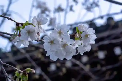 三嶋大社(静岡県)