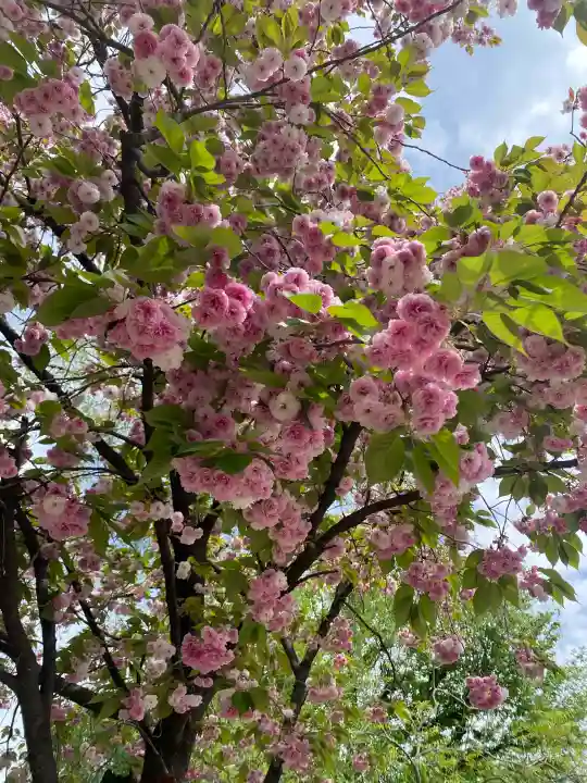 駒形神社の{uncategorized: "未分類", other: "その他", undefined: "問題あり", building: "その他建物", grave: "お墓", sacred_gate: "鳥居", guardian: "狛犬", statue: "像", buddha: "仏像", history: "歴史", nature: "自然", garden: "庭園", animal: "動物", pagoda: "塔", temizu: "手水舎", mountain_gate: "山門・神門", sanctuary: "本殿・本堂", subordinate: "末社・摂社", art: "芸術", scenery: "景色", jizo: "地蔵", ema: "絵馬", goshuin: "御朱印", omikuji: "おみくじ", items: "授与品その他", amulet: "お守り", goshuincho: "御朱印帳", eats: "食事", festival: "お祭り", votive_dance: "神楽", shichigosan: "七五三参", wedding: "結婚式", experience: "体験その他", initially: "初詣", around: "周辺", anti_infection: "感染症対策"}