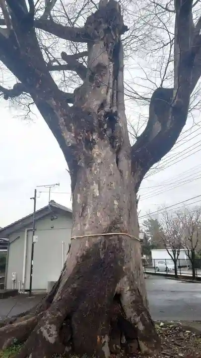 新町八坂神社(群馬県)