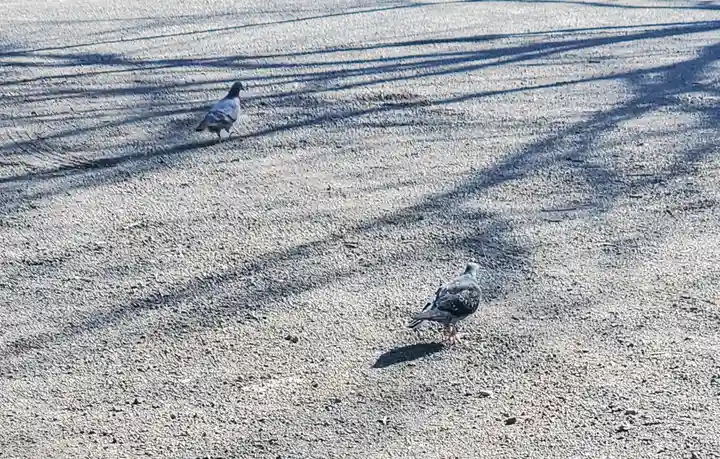 岩神稲荷神社の動物