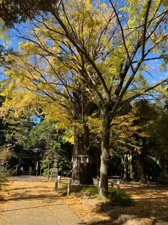赤坂氷川神社の自然