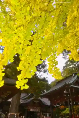 北口本宮冨士浅間神社(山梨県)