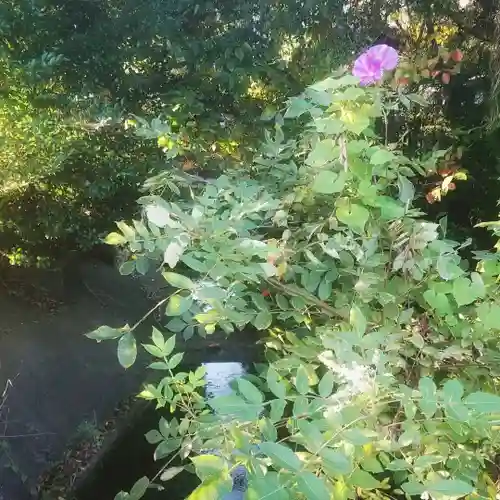 月讀宮（皇大神宮別宮）の自然