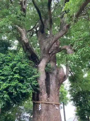 日々神社の自然