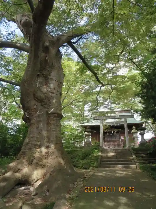 愛宕神社の自然