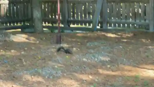 帯廣神社の動物