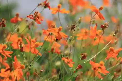 豊景神社の庭園