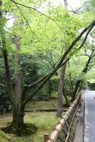 龍安寺の庭園