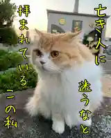 西教寺(下松駅徒歩5分)の動物