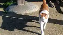 軽之神社の動物