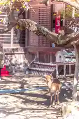 金華山黄金山神社(宮城県)